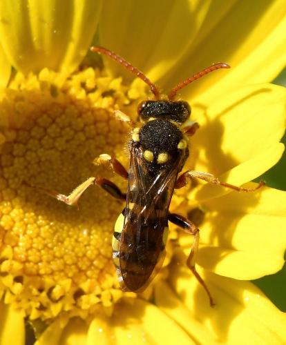 Nomada sp.